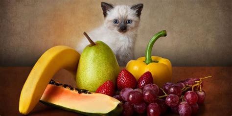 Quels Fruits Les Chats Peuvent Ils Manger Pet Yolo