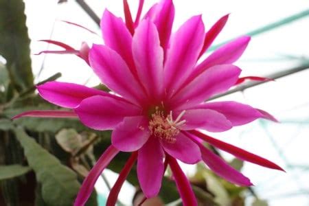 The Bundy Family – Epiphyllum.online – The Epric Foundation