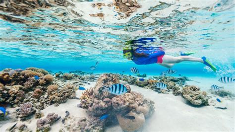 Snorkeling In Maui Best Snorkeling Tours In Maui Snorkel Maui