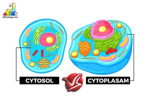 Difference Between Cytosol And Cytoplasm Diffeology