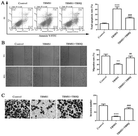 Antitumor Effects Of Tubeimoside 1 In NCI H1299 Cells Are Mediated By