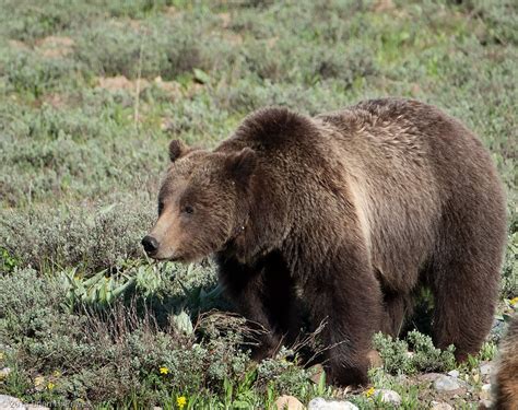 Grand Teton Wildlife | Brian H. Powell Photography