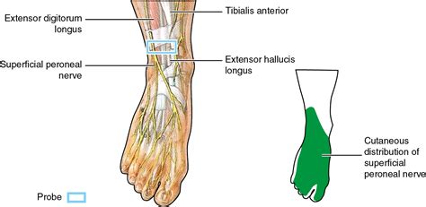 Deep Fibular Peroneal Nerve