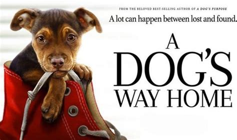 A Dog's Way Home reviews: What are critics saying about A Dog's Way ...