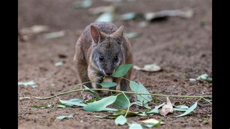 Curious Wallaby Joey Leaves Mothers Pouch Youtube