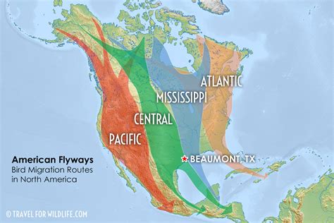 Waterfowl Migration Map