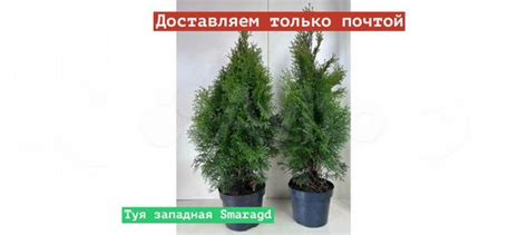 Туя западная Smaragd купить в Новосибирске | Товары для дома и дачи | Авито