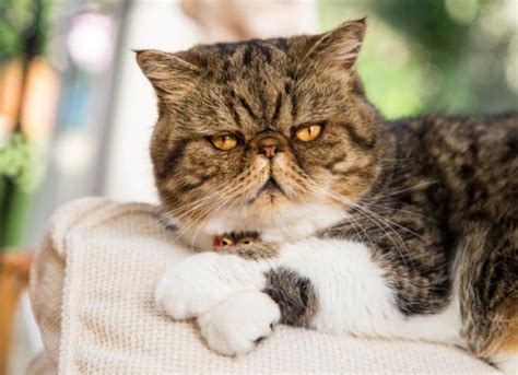 Stare Cat
