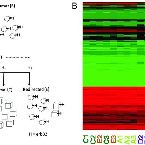 The Experimental System And Global Gene Expression Pattern A The Download Scientific Diagram