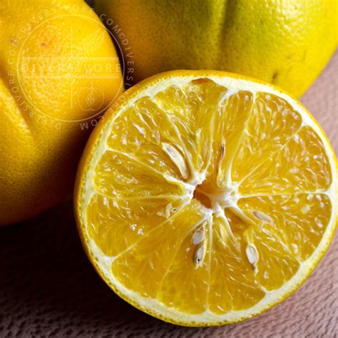 mandelo cocktail grapefruit  complete guide