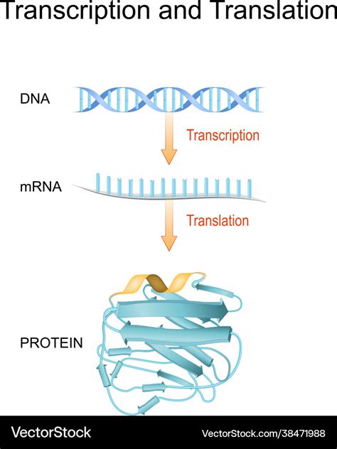 Dna rna mrna and protein synthesis difference Vector Image