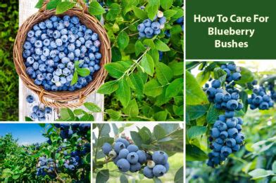 How To Care For Blueberry Bushes In All Seasons - EmbraceGardening