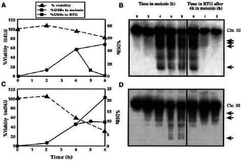 Time Courses In Meiosis And In Rtg Of Dna Dsbs And Cell Viability Of