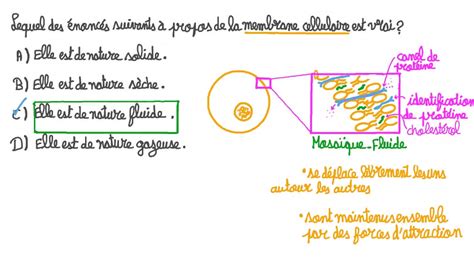 Vidéo Question Identifier Les Caractéristiques De La Membrane