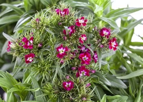 Dianthus Barbatus Garten Bart Nelke