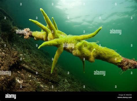 Spongilla Lacustris Spongilla Lacustris Hi Res Stock Photography And