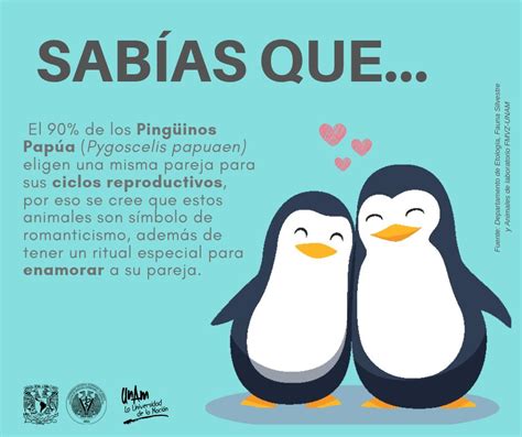 Sintético 103 Imagen Como Son Los Pingüinos En El Amor Cena Hermosa