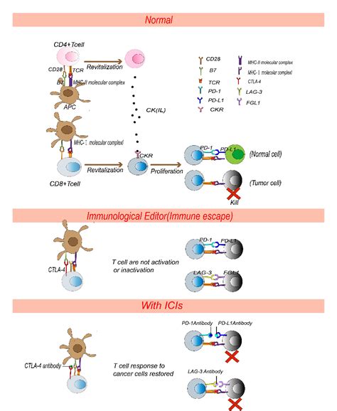 Figure 1 From Advances In Immune Checkpoint Inhibitors Induced