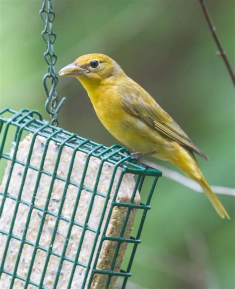 Garden Birds Summer Tanager Roads End Naturalist