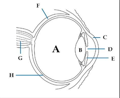 Unit 2 HBS Final Diagram Quizlet