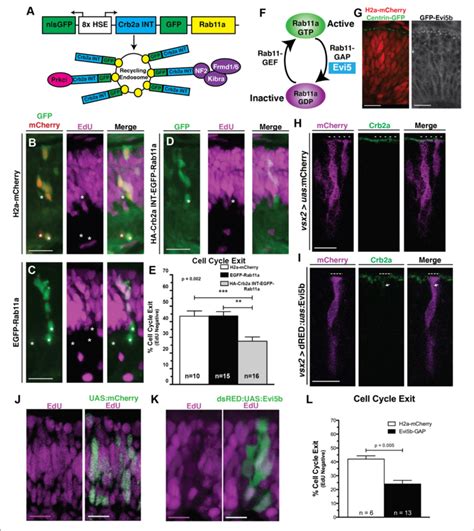 Crb2aINT Localized To Rab11a Recycling Endosomes And Inhibition Of