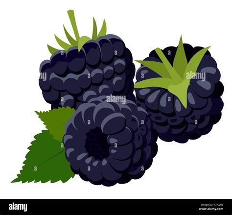 Blackberry Stock Vector Images Alamy