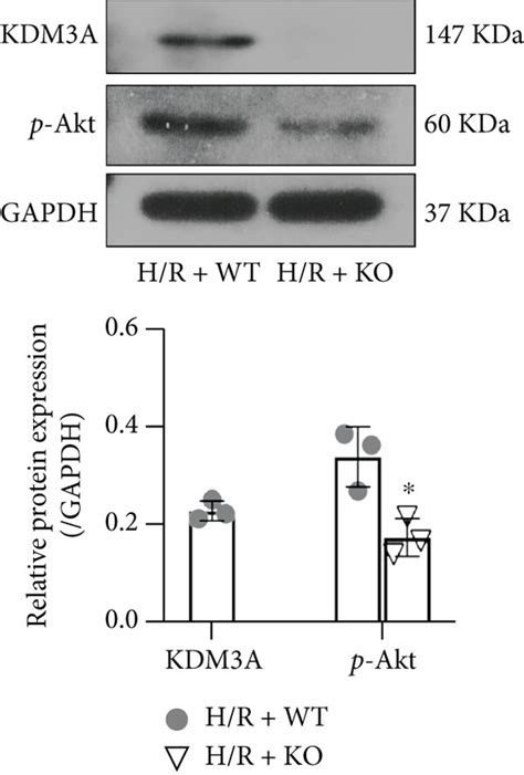 KDM3A Knockout Promoted H R Induced CMEC Pyroptosis And Suppressed