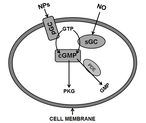 Nitric Oxide And Natriuretic Peptides Intracellular Messenger Pathway