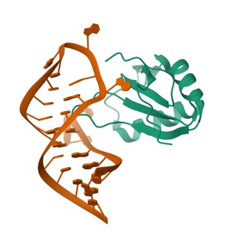 RCSB PDB 6XH2 Co Crystal Structure Of HIV 1 TAR RNA In Complex With