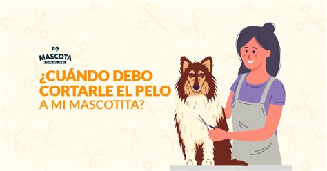 Cuándo debo cortarle el pelo a mi mascotita Mascota Club del Perú