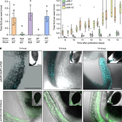 Biochemical And Biophysical Characterization Of Arabidopsis Umamit