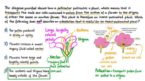 Why Does Insect Pollinated Flowers Have Sticky Pollen Best Flower Site