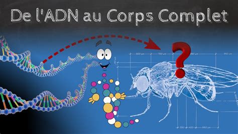 De L Adn Au Corps Complet La Morphogen Se Passe Science Youtube