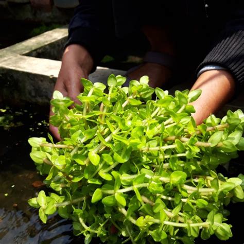 Jual BACOPA CAROLINIANA TANAMAN AQUASCAPE AQUARIUM Shopee Indonesia