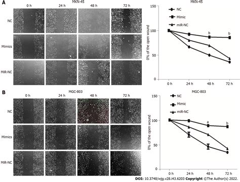 Correction To Microrna Acts As A Tumor Suppressor In Gastric