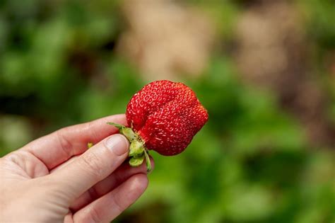 Concepto de jardinería y agricultura mujer trabajadora agrícola