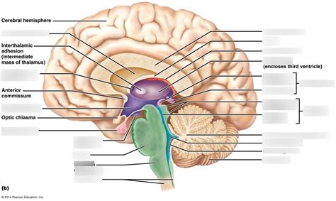 Interior Brain Diagram