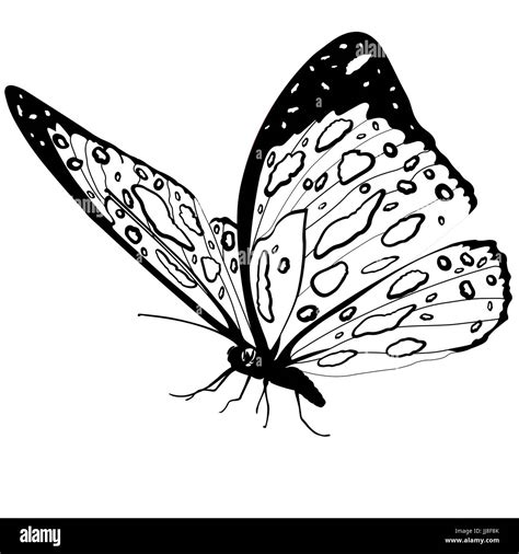 Papillon noir et blanc isolé sur fond blanc, insecte vecteur ...