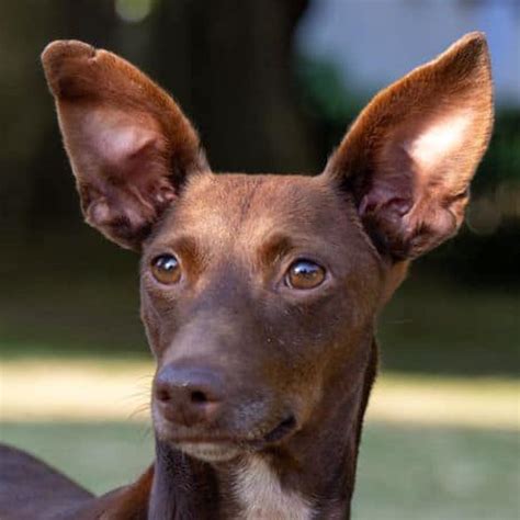 Pinscher Maneto Adele Hat Endlich Ein Zuhause Gefunden Salva