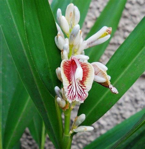 Alpinia Galanga Greater Galangal Siamese Ginger 10seeds Etsy