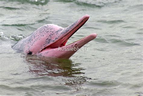 "Pink Dolphin" by Aussiebluey | Redbubble