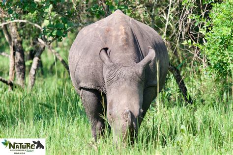 Ziwa Rhino Sanctuary Uganda Polarsteps