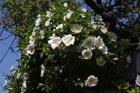 Flores De Cherokee Rose Rosa Laevigata Foto De Archivo Imagen De