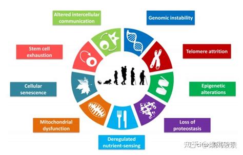 Cell最新报道的细胞衰老的12大标志，足以改写教科书 知乎