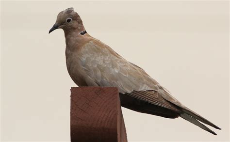 Tórtola Turca X Zenaida Huilota Híbrido Ebird