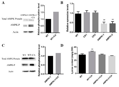 Jof Free Full Text The Amp Activated Protein Kinase Ampk