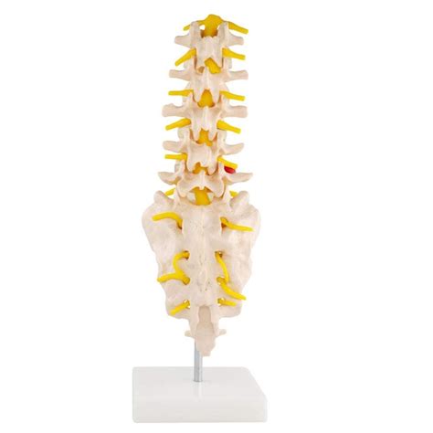 Buy Lumbar Spine Anatomy Model Anatomical Human Spine Model