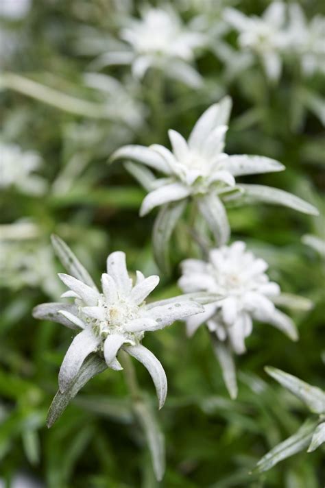 edelweiss flower meaning