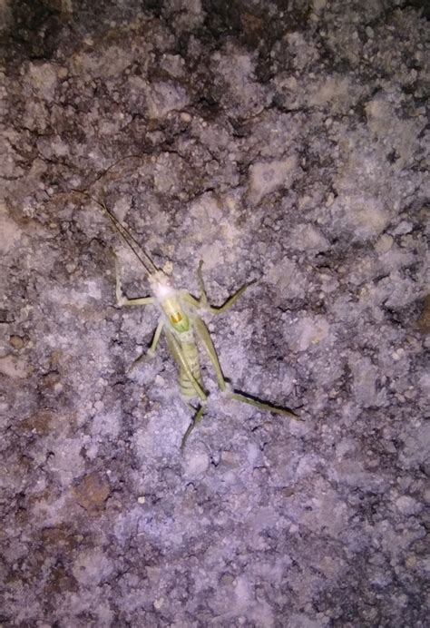 Southern Oak Bush Cricket From Englefield Green Egham Tw Tr Uk On