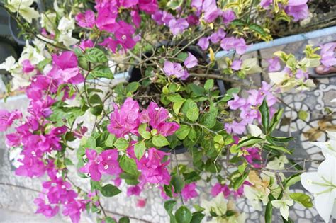 An Ornamental Plant Called Bougainvillea Spectabilis or Often Called the Bunga Kertas, Three ...